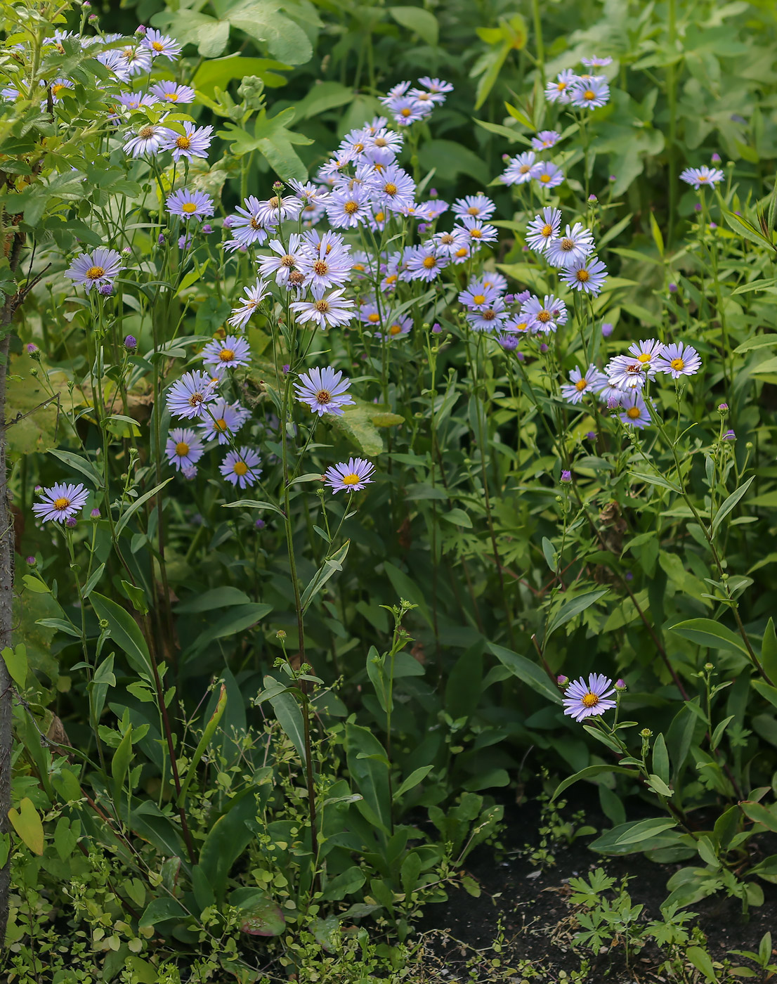 Изображение особи Symphyotrichum novi-belgii.