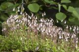 Linnaea borealis