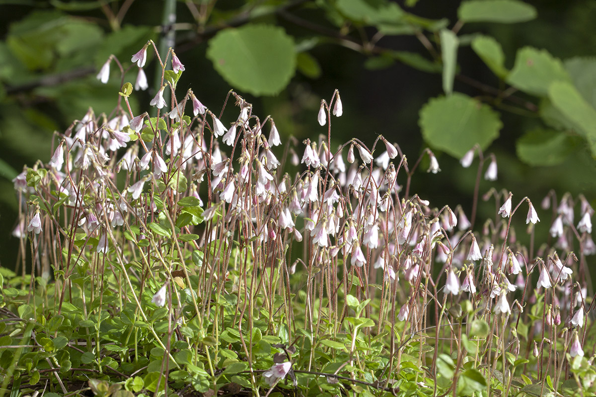 Изображение особи Linnaea borealis.