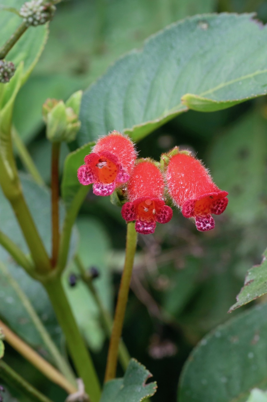 Image of Pearcea reticulata specimen.