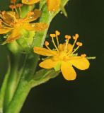 Agrimonia granulosa