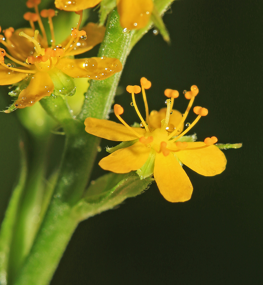 Изображение особи Agrimonia granulosa.