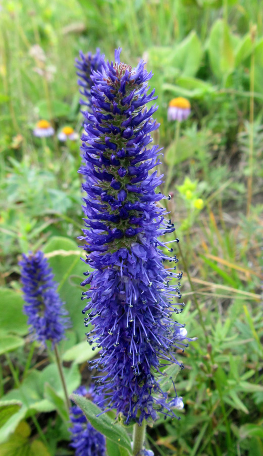 Image of Veronica porphyriana specimen.