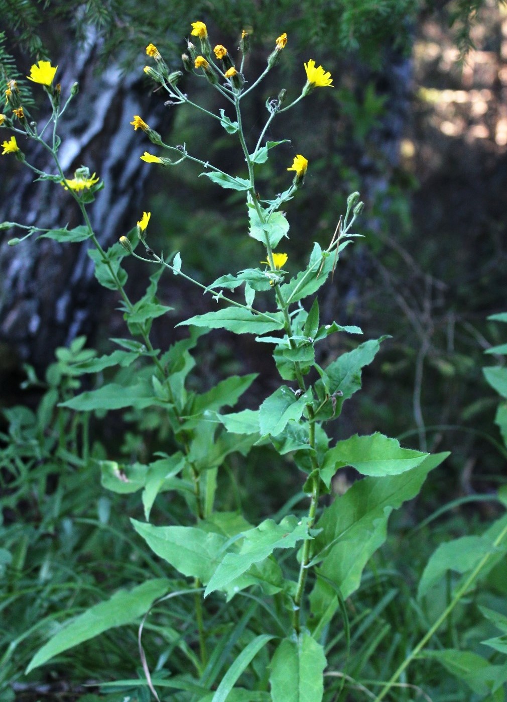 Изображение особи Hieracium reticulatum.