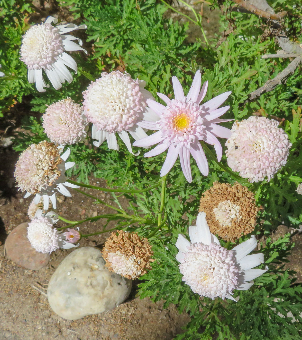 Image of Argyranthemum frutescens specimen.
