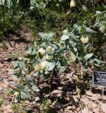 Eucalyptus pruinosa