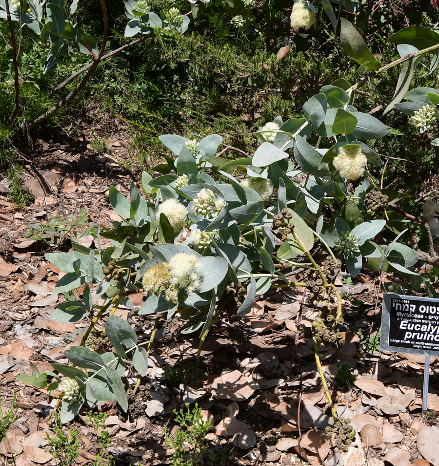 Изображение особи Eucalyptus pruinosa.