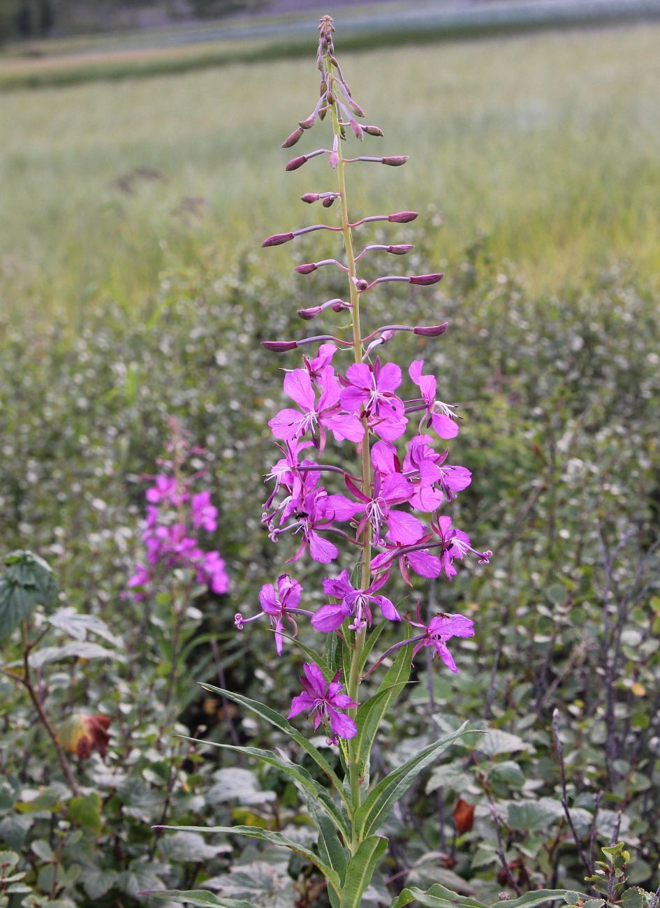 Image of Chamaenerion angustifolium specimen.