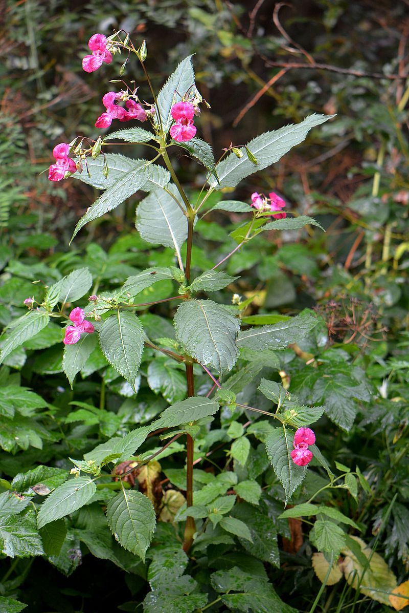 Image of Impatiens glandulifera specimen.