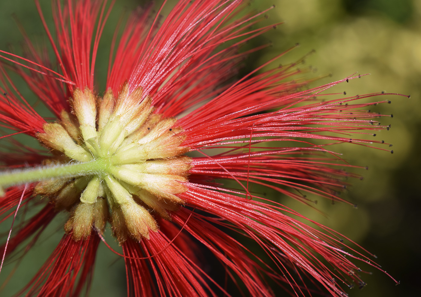 Изображение особи род Calliandra.