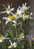 Galatella sedifolia