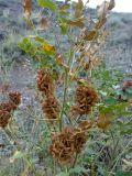 Glycyrrhiza shiheziensis