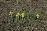 Iris humilis