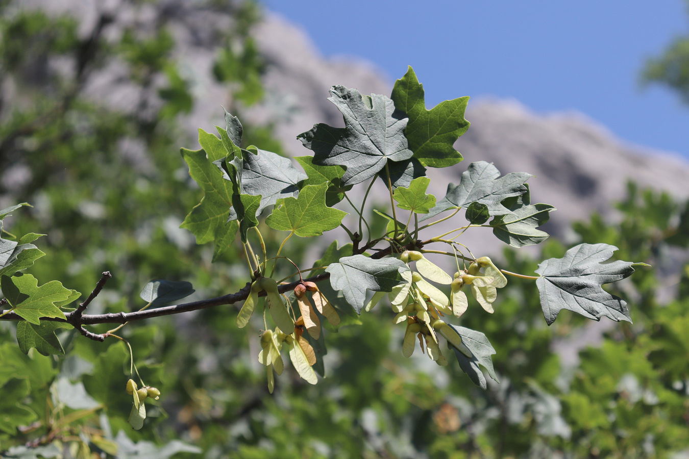 Image of Acer stevenii specimen.