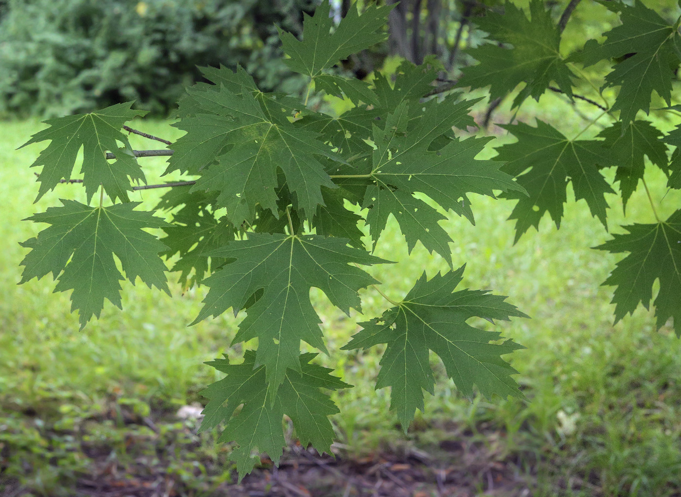 Image of Acer saccharinum specimen.