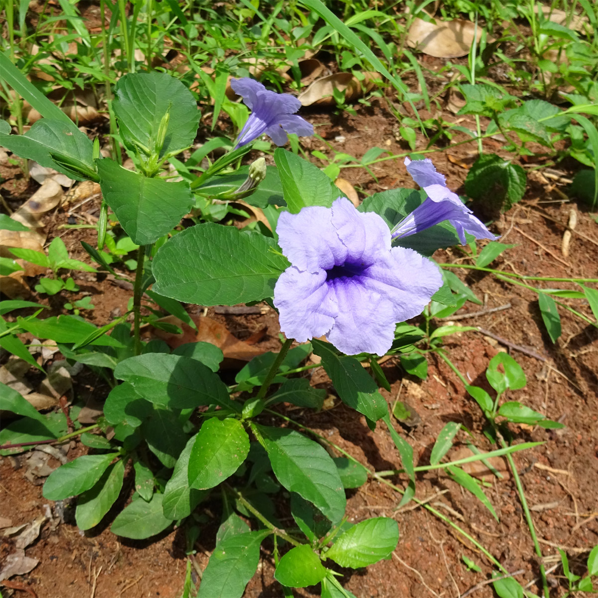 Image of Ruellia tuberosa specimen.