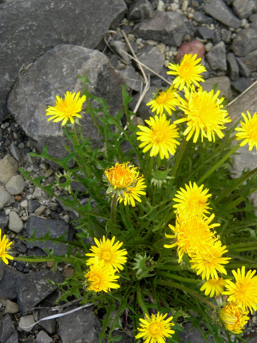 Изображение особи Taraxacum longicorne.