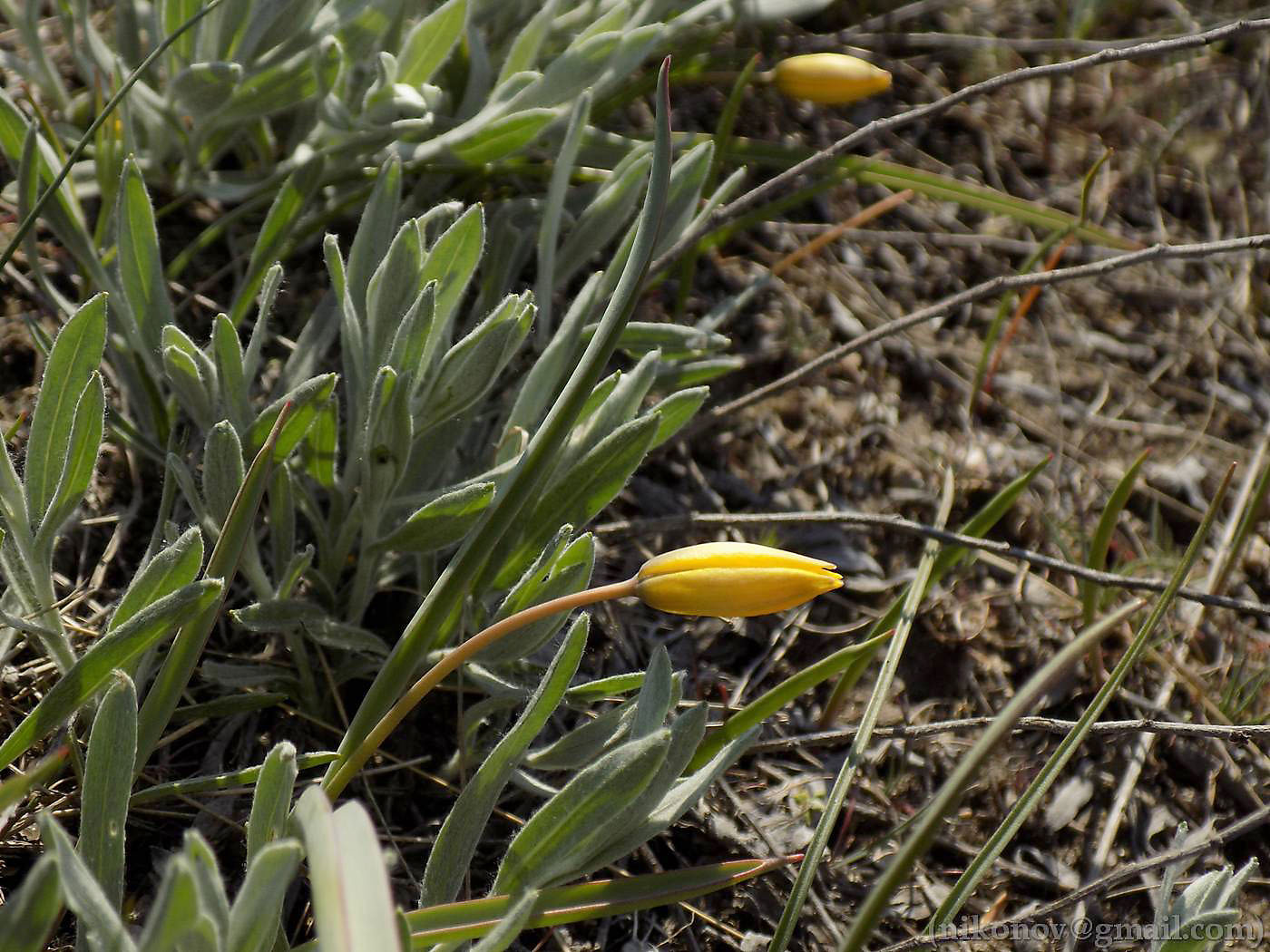 Image of Tulipa hypanica specimen.