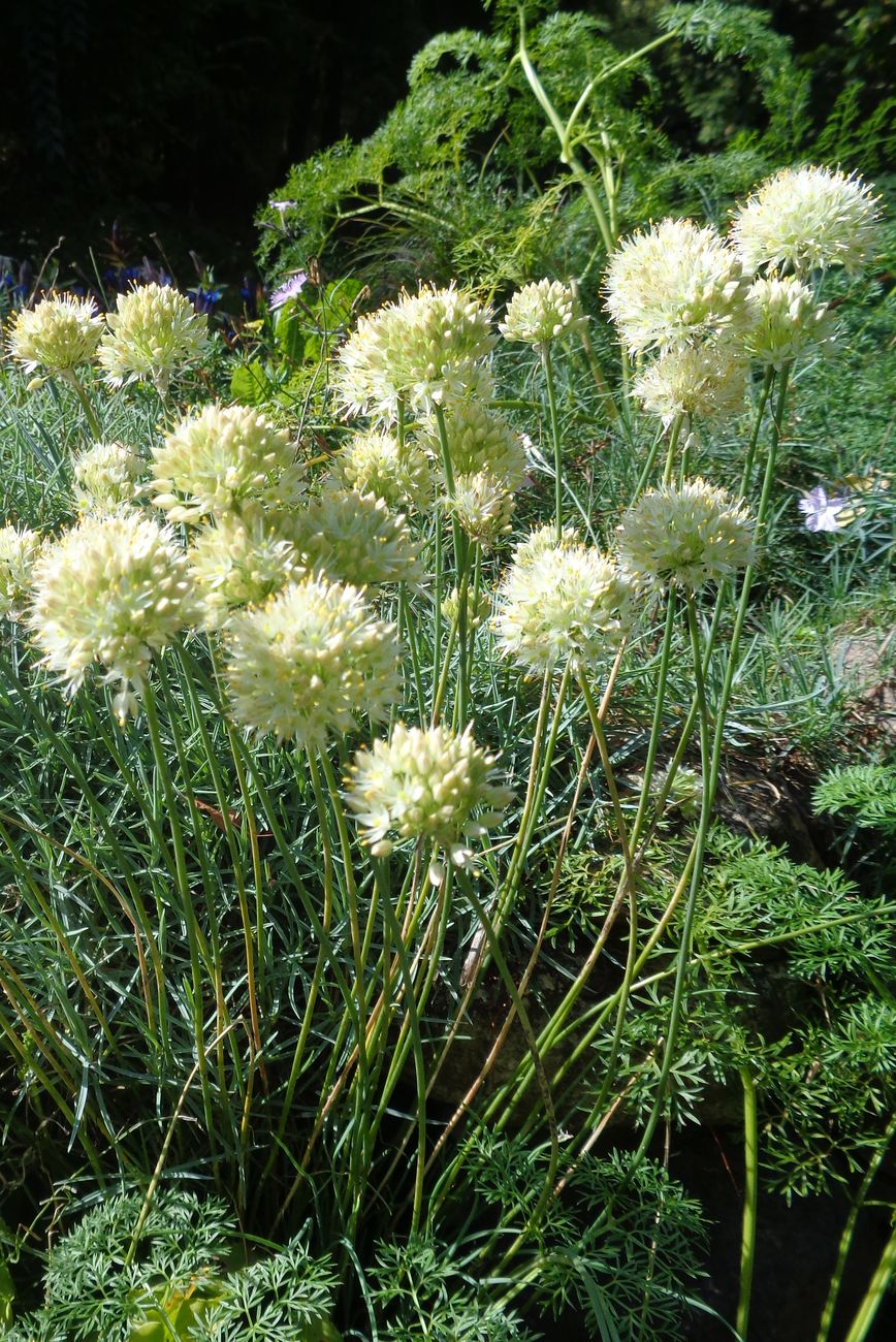 Image of genus Allium specimen.