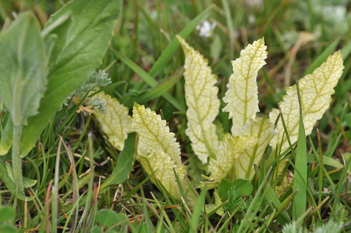 Изображение особи Salvia pratensis.