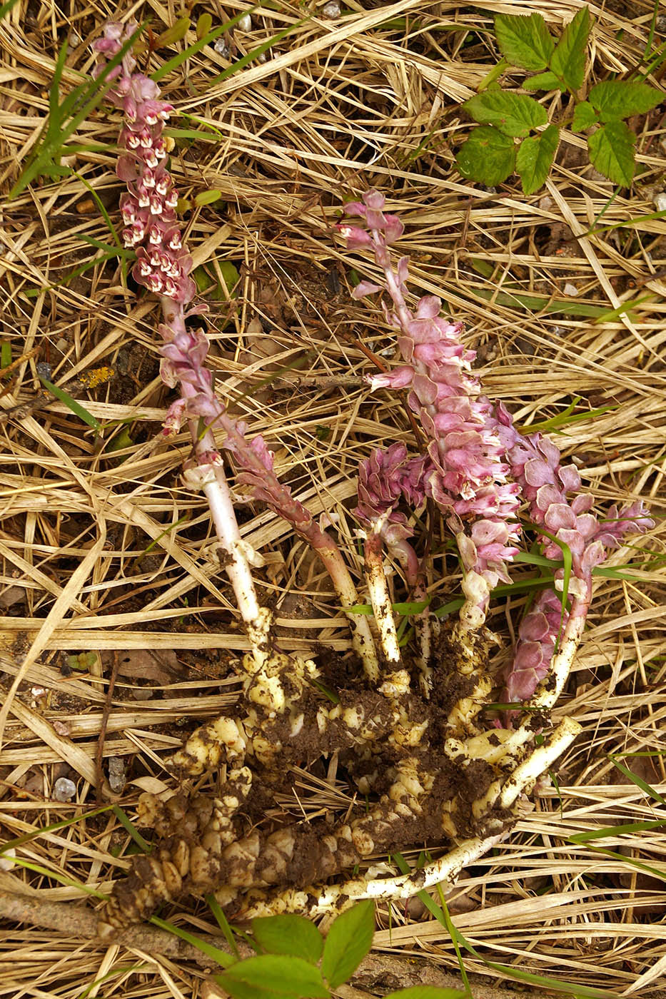 Изображение особи Lathraea squamaria.