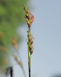 Image of taxon representative. Author is Денис Карацуба