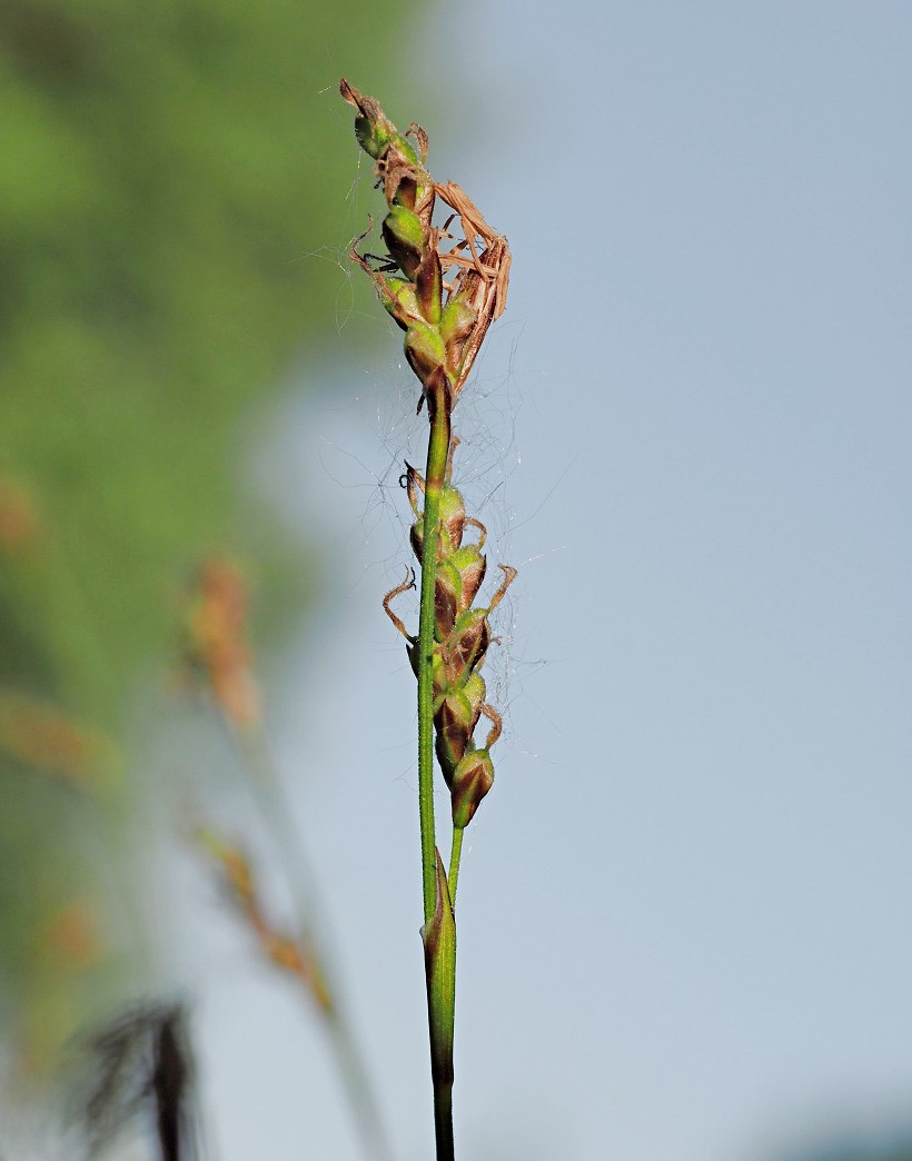 Изображение особи Carex rhizina.