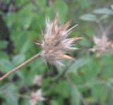 Psoralea bituminosa ssp. pontica