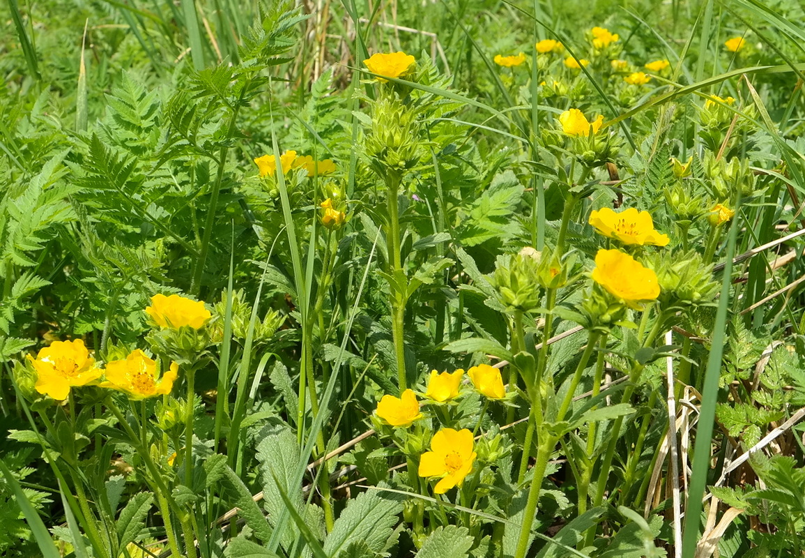 Image of Potentilla umbrosa specimen.