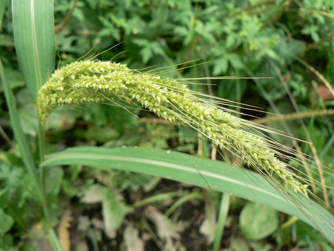 Изображение особи Echinochloa crus-galli.