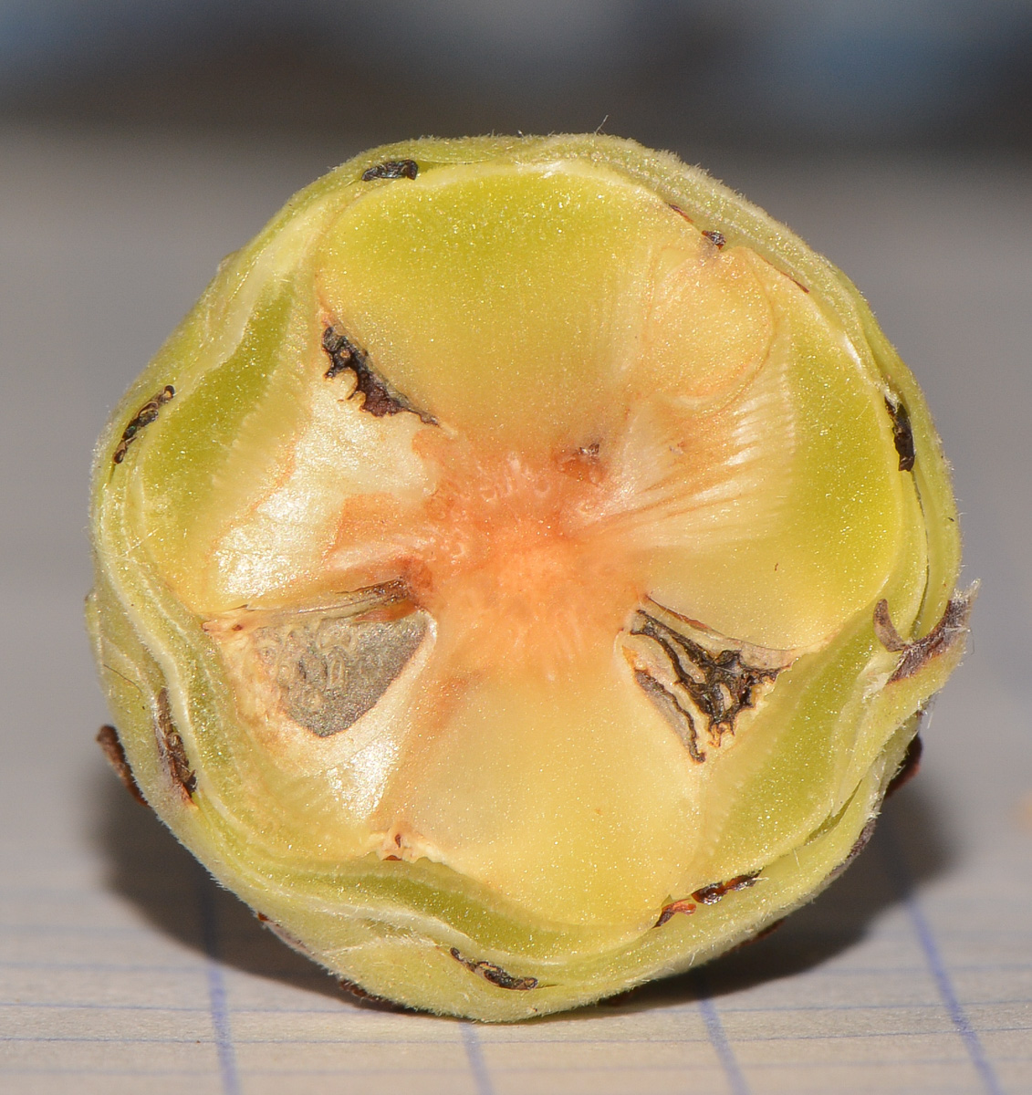 Image of genus Leucadendron specimen.