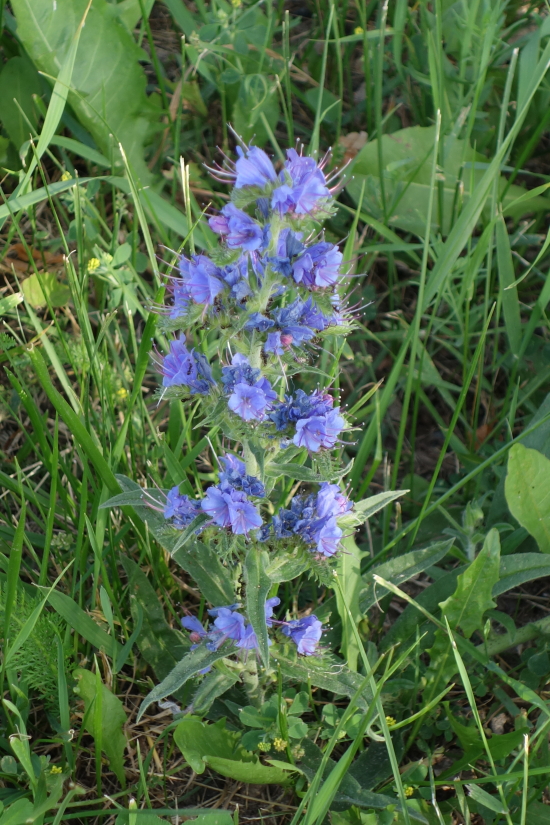 Изображение особи Echium vulgare.