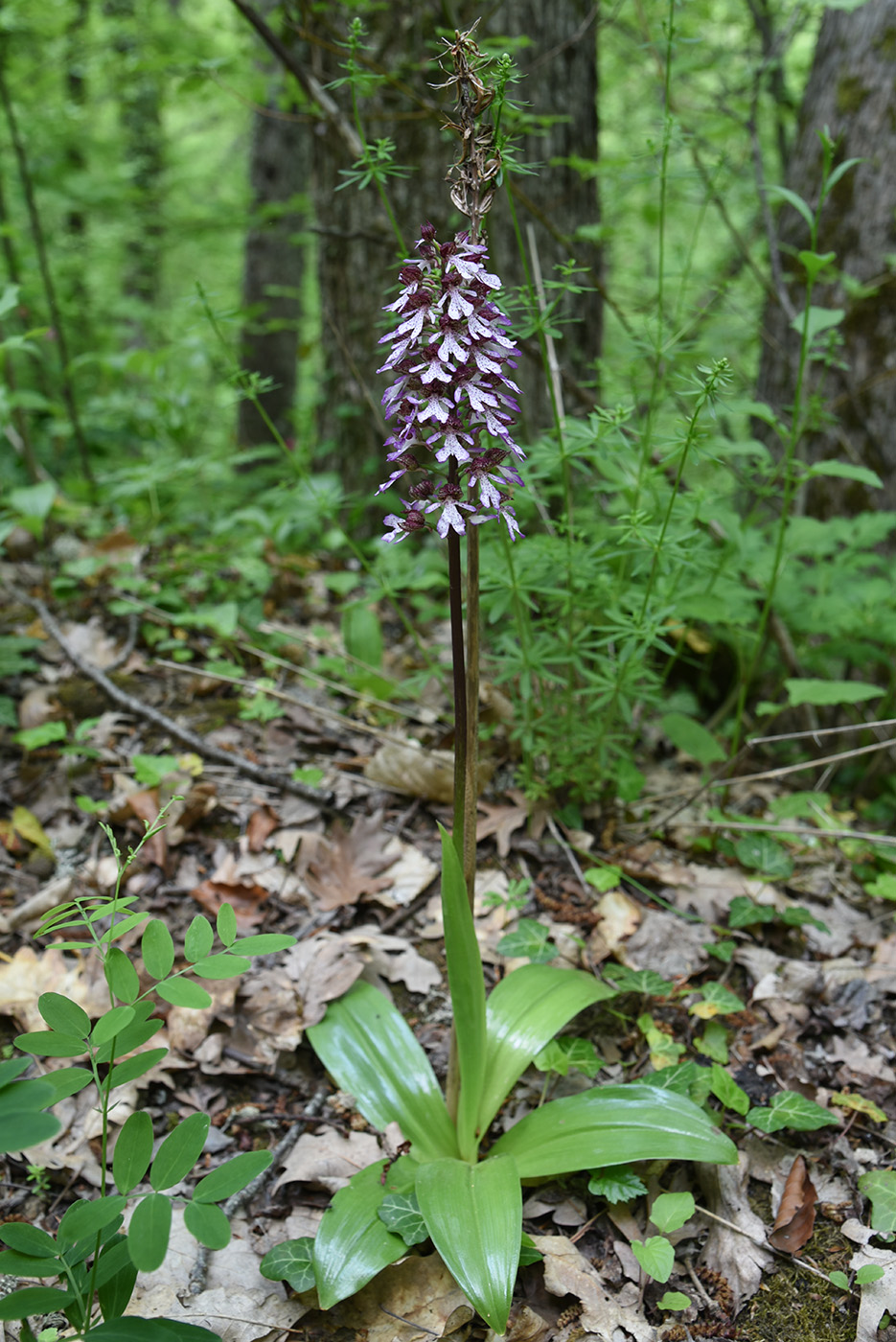 Изображение особи Orchis purpurea.