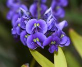 Hardenbergia comptoniana