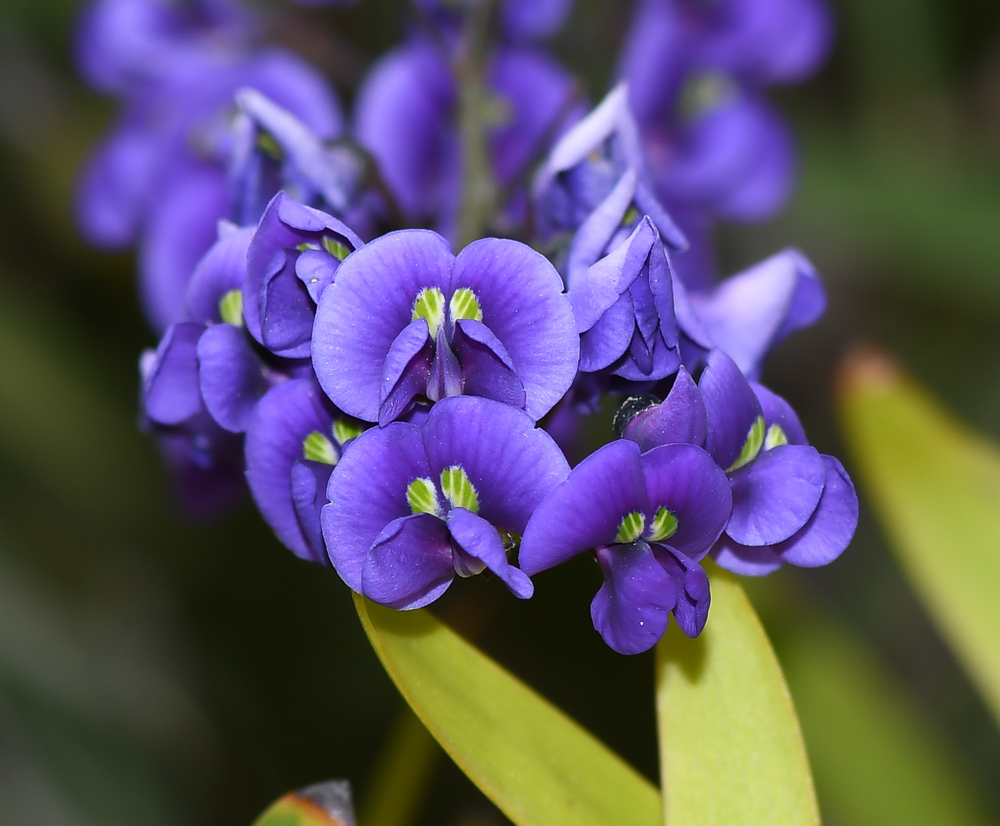 Image of Hardenbergia comptoniana specimen.
