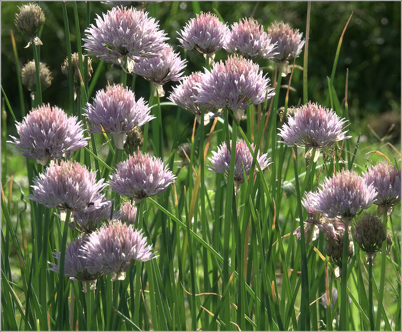 Image of Allium schoenoprasum specimen.