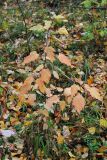 Acer ginnala. Молодое дерево с листвой в осенней окраске. Новосибирск, малый лесопарк. 29.09.2010.