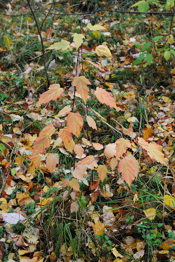 Image of Acer ginnala specimen.