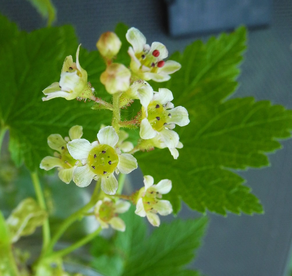 Image of Ribes glandulosum specimen.
