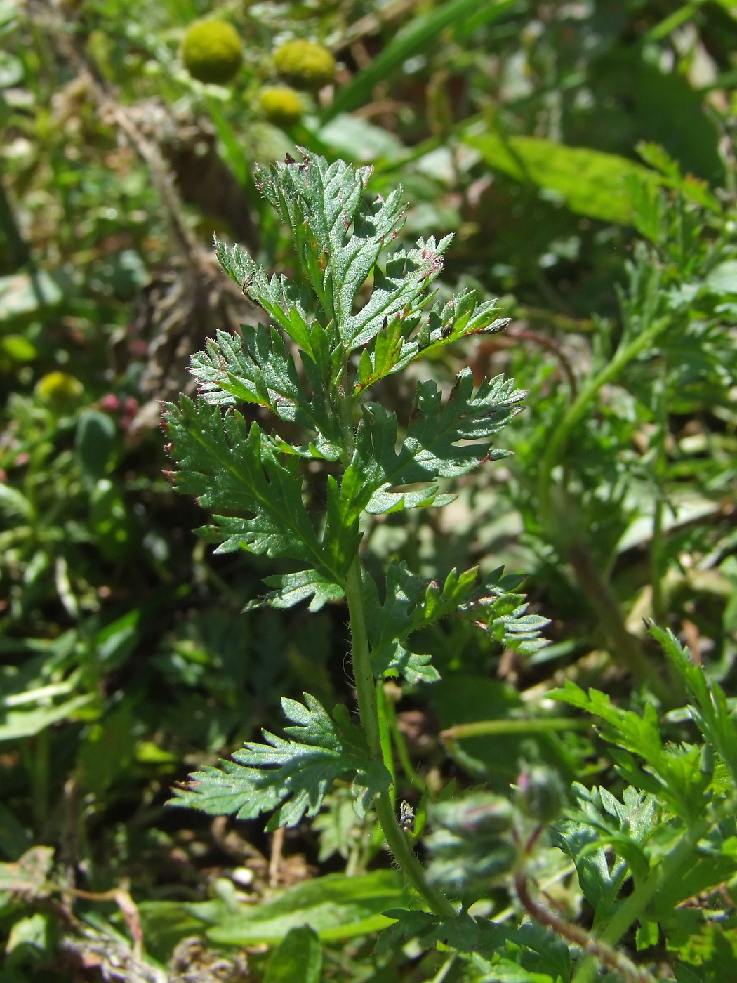 Изображение особи Erodium cicutarium.