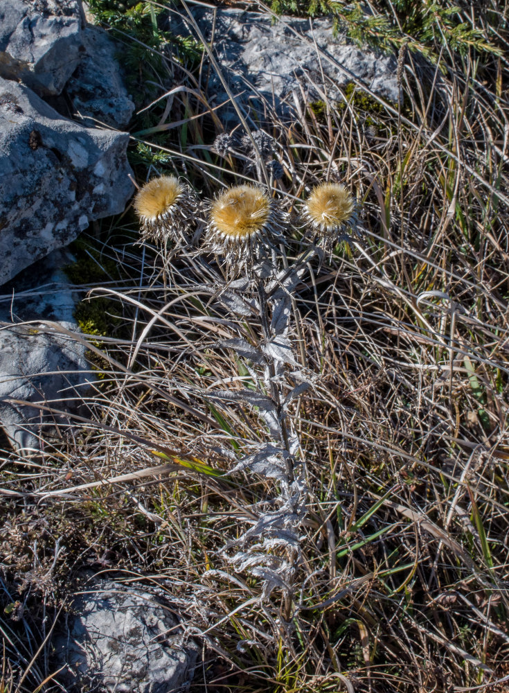 Изображение особи Carlina biebersteinii.