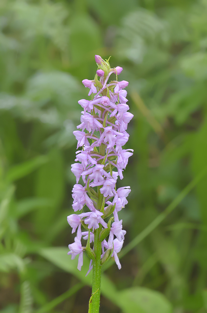 Изображение особи Gymnadenia conopsea.