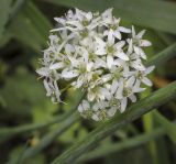 Allium ramosum