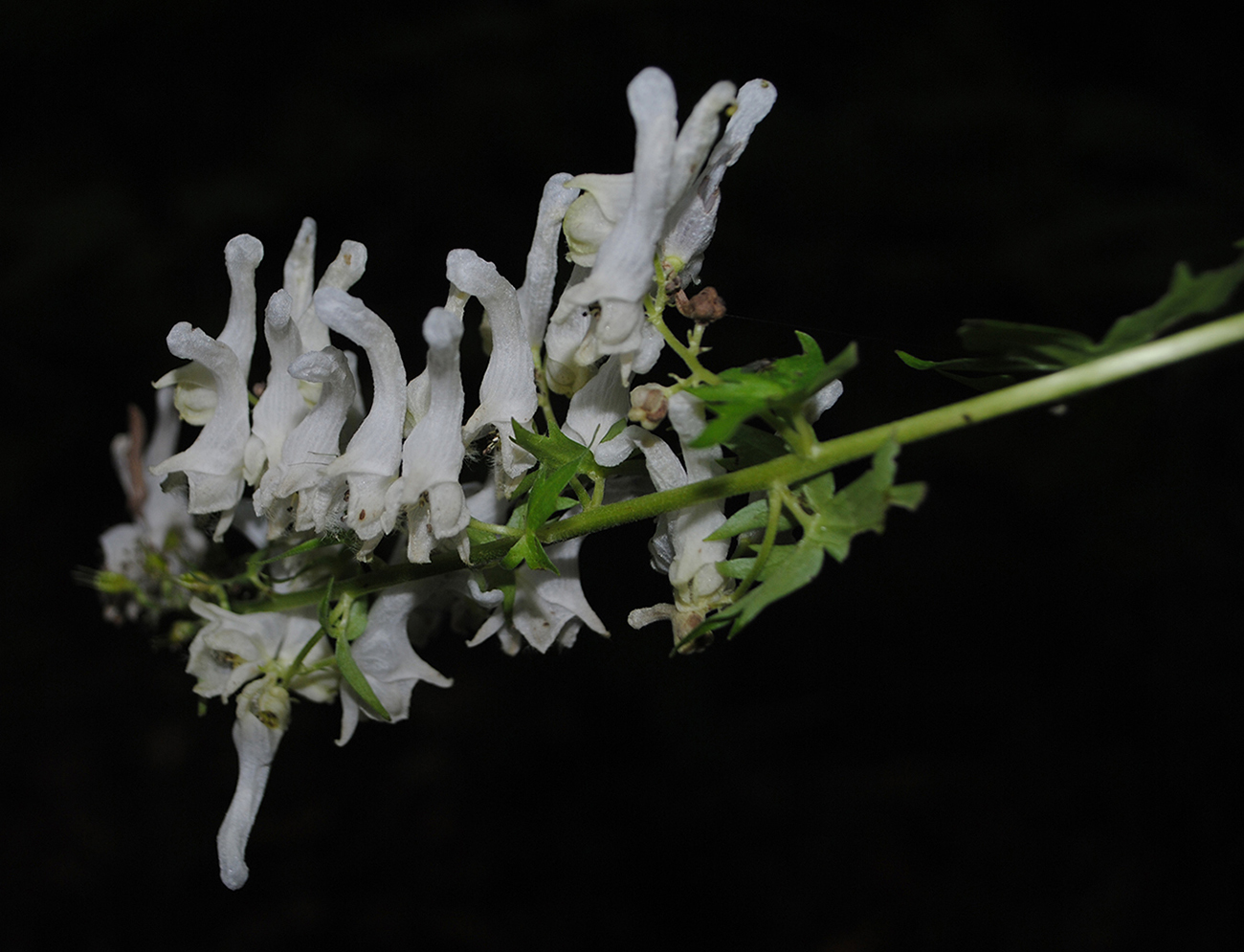 Image of Aconitum orientale specimen.