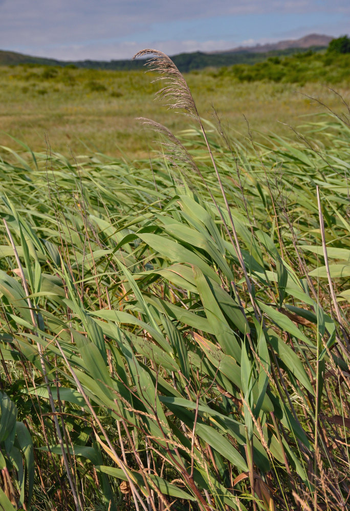 Image of Phragmites australis specimen.