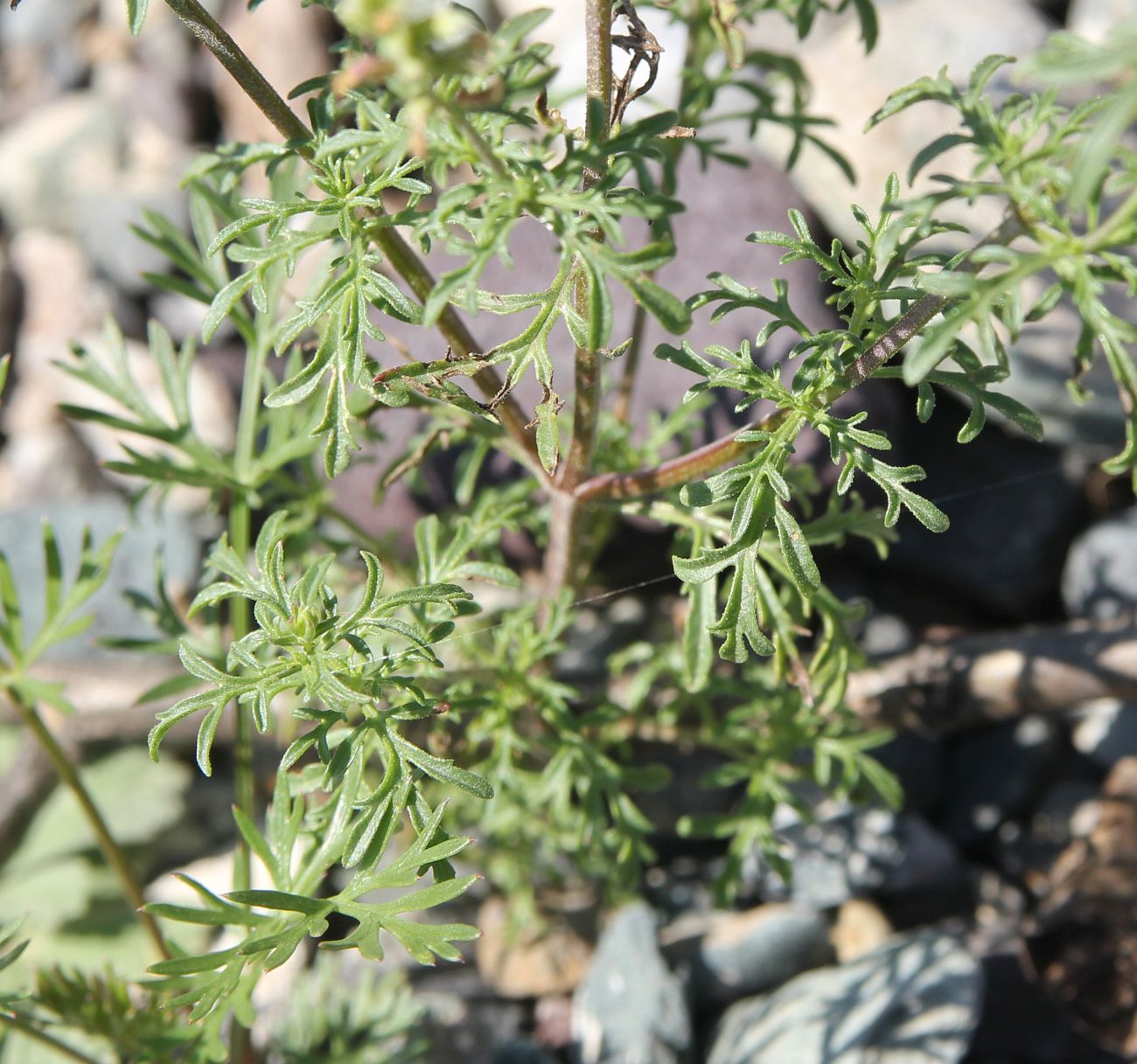 Image of Schizonepeta annua specimen.