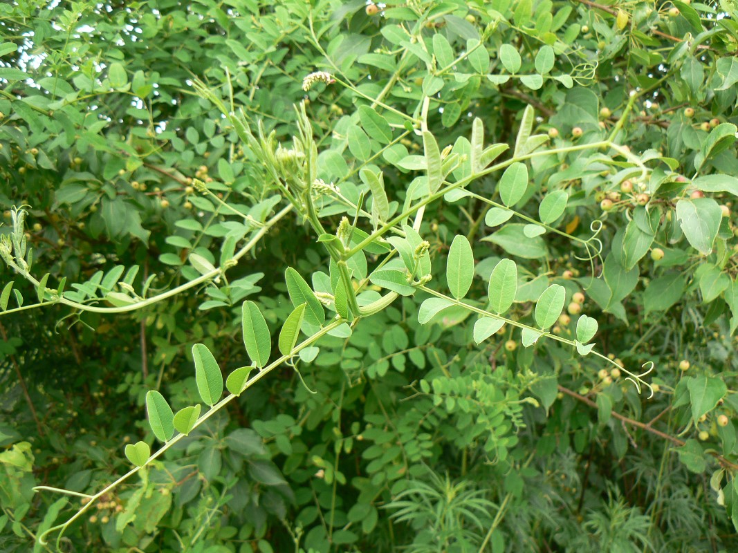 Image of genus Vicia specimen.