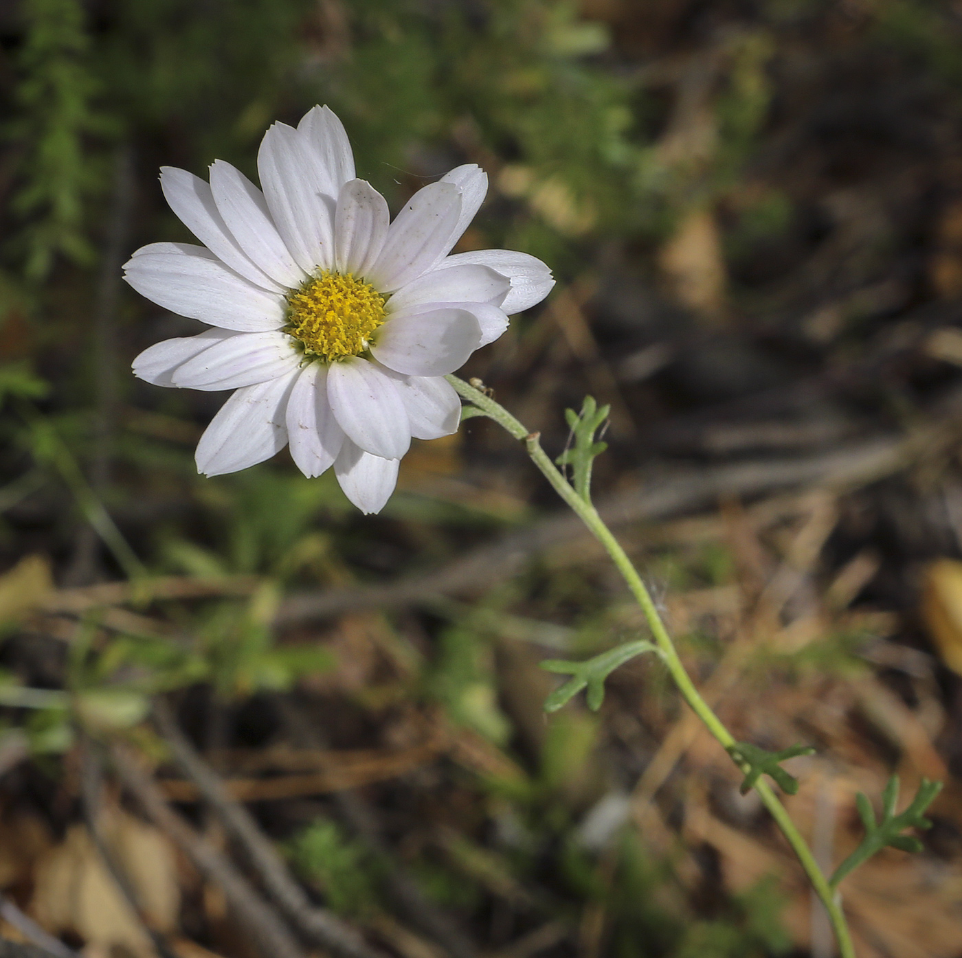 Image of Chrysanthemum zawadskii specimen.