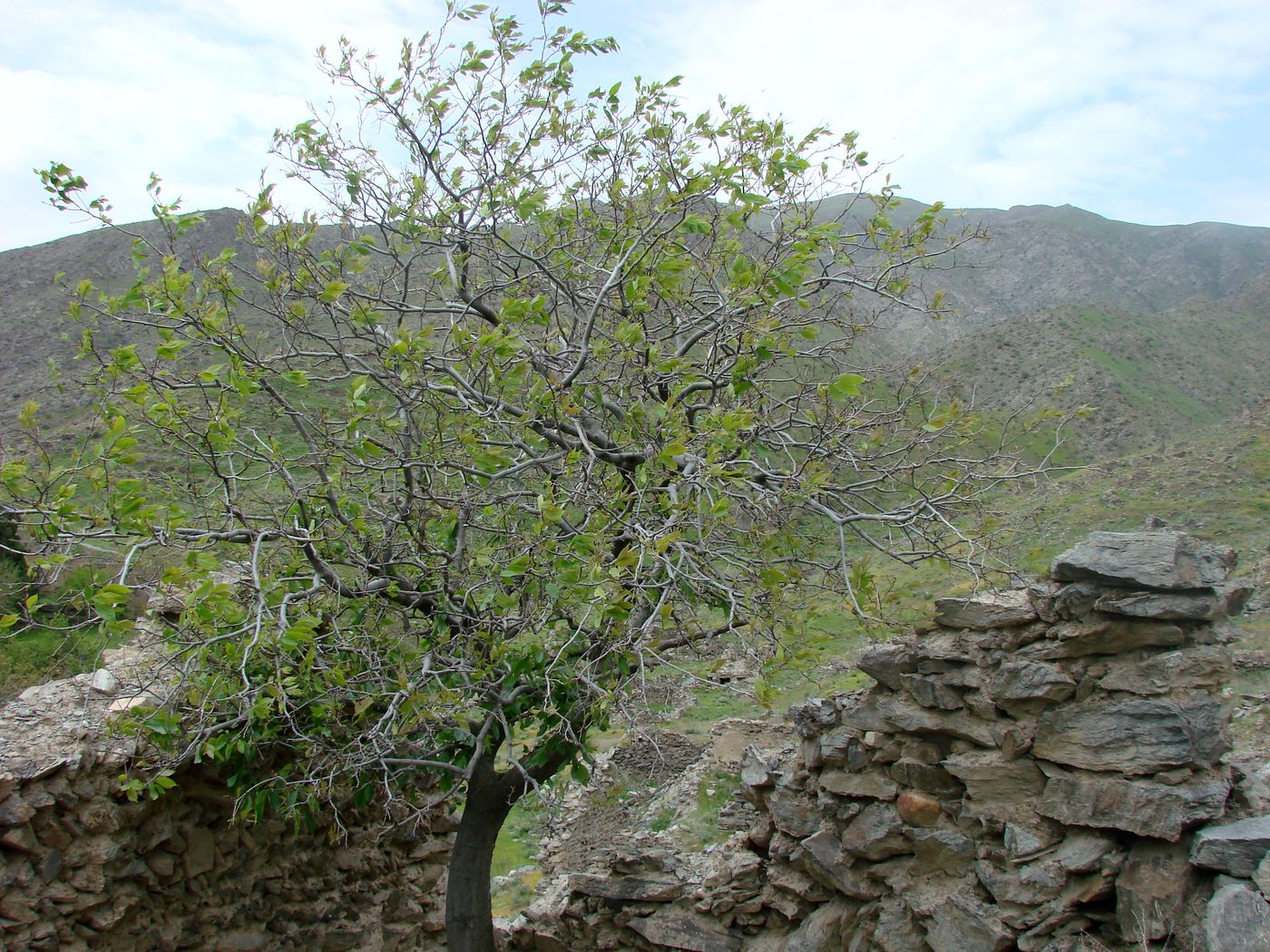 Изображение особи Celtis caucasica.