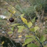 Cerasus fruticosa